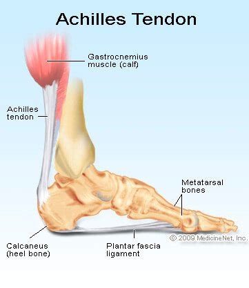 Also called the heel cord, the achilles tendon facilitates walking by helping to raise the heel off the ground. 【3分で読める】Kevin Durant選手も手術したアキレス腱断裂について簡単にまとめてみました。 | バッシュ.com