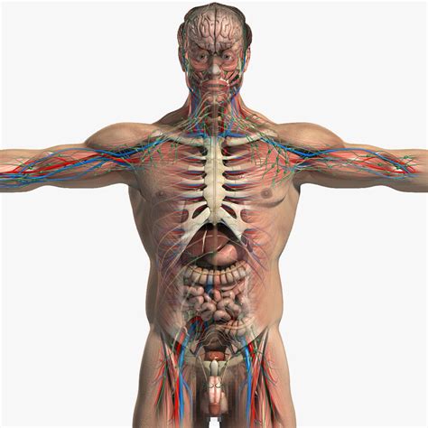 3ds max + c4d ma 3ds fbx obj. complete male anatomy 3d model