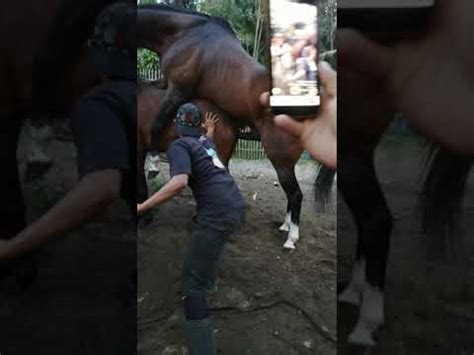 Kuda jantan kawin dengan keledai betina. Kuda kawin - video.SportNK
