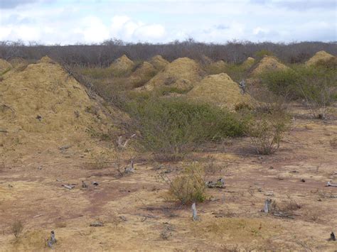 We usually only see a few entrance mounds and small piles of fine dirt. 4,000-year-old termite mounds found in Brazil are visible ...