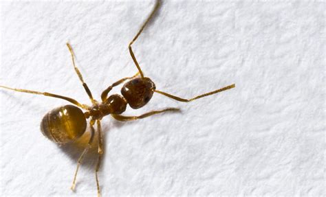 Find this pin and more on ant exterminator rochester ny by rochester pest experts. Ant Exterminator: Ant Exterminator Nyc