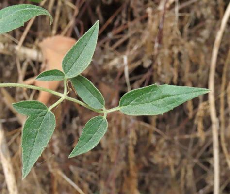 Western white clematis attracts birds, hummingbirds, and butterflies. Clematis ligusticifolia Calflora