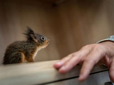 Két árván maradt mókuskölyköt ápolnak a Veszprémi Állatkertben | ZooZoo ...
