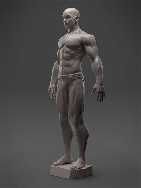Human male internal organs anatomy. Male Anatomy Sculpture 3D Model 3D printable STL ...