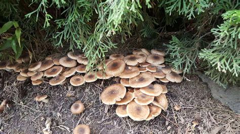 Mushrooms are a common landscaping problem, and they often poke up after a rainy day or when you lay down new sod. Can I eat these mushrooms growing in my backyard? We ...