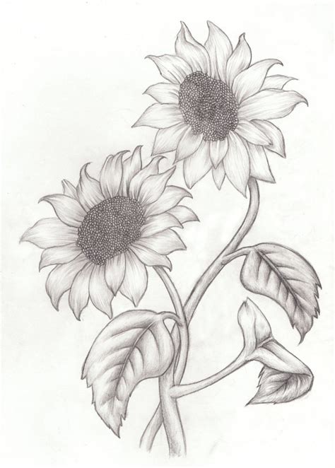 Maybe you would like to learn more about one of these? Sunflower Drawing Simple at GetDrawings | Free download