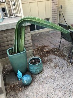 Learn why it happens and what you can do about it. help!! my cactus is falling over