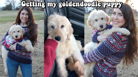 Browse thru goldendoodle puppies for sale near pasadena, california, usa area listings on puppyfinder.com to find your perfect puppy. GETTING MY GOLDENDOODLE PUPPY - YouTube