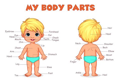 Body parts of boy for kids learning 1312592 Vector Art at Vecteezy