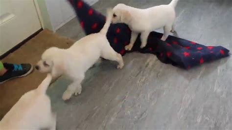 They are all pedigree and will be kenne. English Cream Labrador Retriever Puppies For Sale - YouTube