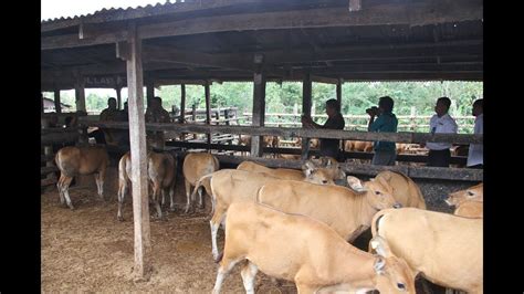 Pakan sapi limosin adalah faktor penting bagi keberhasilan usaha ternak sapi. Ternak Sapi Limosin di Indonesia dan Tips Cara Usaha