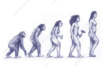 Human Evolution - Stock Image - C033/3726 - Science Photo Library