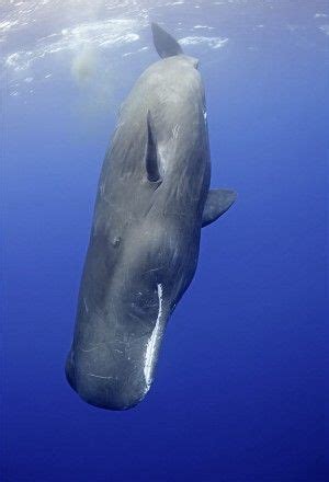 Found in two separate ranges in parts of bolivia, brazil, and paraguay, these. Cachalote - Baleia e Anão | Animais - Cultura Mix