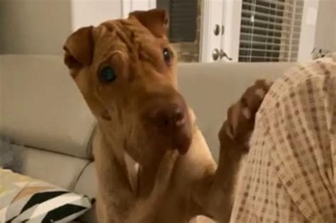 We did not find results for: VIDEO VIRAL | PERRO pide a su dueña una "mordidita" de lo ...