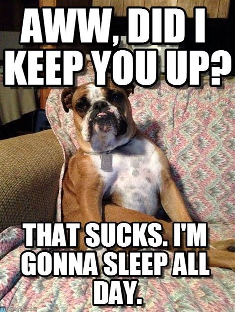 Man sitting in a chair. dog sitting in a chair | Bulldog funny, Funny dog memes