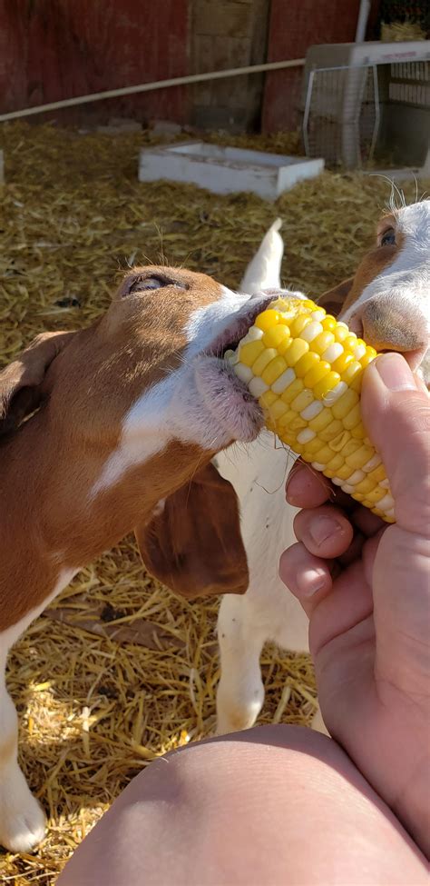 Yummy corn is designed to be the perfect size for baby and be made with cornstarch (pla). Yummy corn : homestead