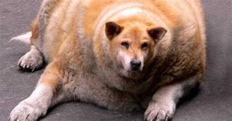 Share the best gifs now >>>. Super Fat Dog | Funny Pictures Blog