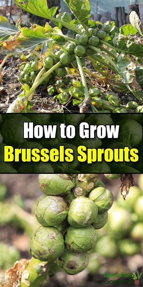 Our comprehensive guide will tell you exactly how to sure, brussels sprouts have a bad reputation, but that's just because we didn't know how to cook them well! How to Grow Brussels Sprouts | Home vegetable garden ...