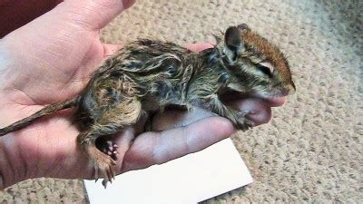 Guy spends his zoom class bringing a drowning chipmunk back to life. We Found a Drowning Chipmunk in Our Pond