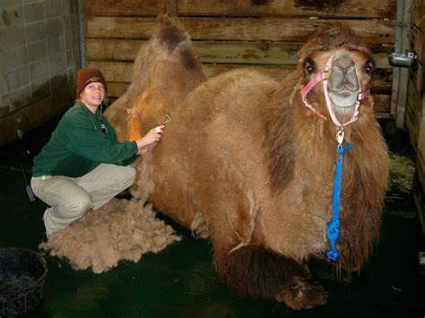 Bactrian camels have two humps. Episode 35: Ships of the Desert, The Bactrian Camel - All ...