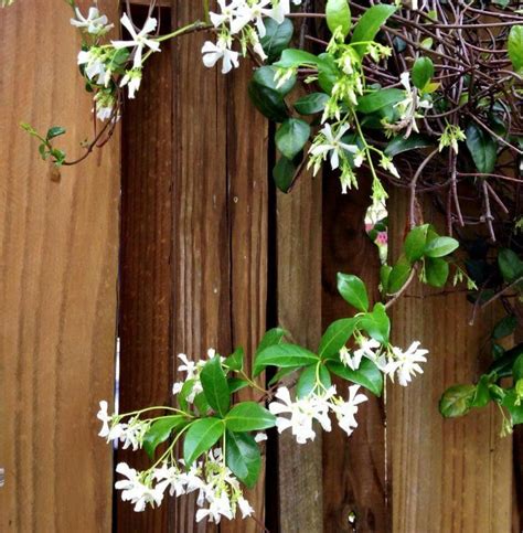 Learning how to store and harvest jasmine can help to protect the flowers so that you can enjoy the smell and taste in places other than your garden. Breathe deeply: The intoxicating scent of Confederate ...