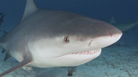 The bull shark has come up from behind and has unfortunately bitten the patient on the arm several times and bitten him on the stomach, mr cameron australia boosts shark tagging after teen attack. A young surfer is in a coma after bull shark attack in ...