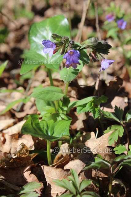 It is a perennial plant that grows well contrasting with other early seasonal plants like iris, ferns, hellebores and cristata. Pulmonaria officinalis, Lungwort - Seeds - plants - dried ...