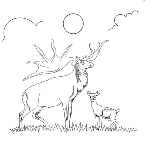 Orca color & learn page. 30 Free Reindeer Coloring Pages Printable - ScribbleFun