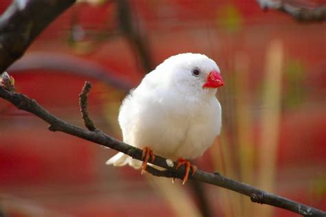 Di mana pun anda mendapatkan burung peliharaan, setidaknya cara anda merawatnya tidak akan jauh berbeda. 5 Cara Budidaya Burung Gelatik Putih di Rumah ...