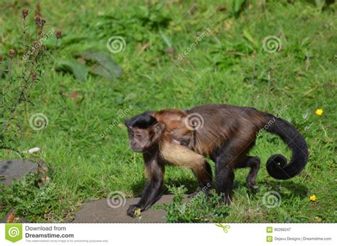 Baby monkey's first bath is adorable! Tufted Capuchin Monkey With A Baby Capuchin On It`s Back ...