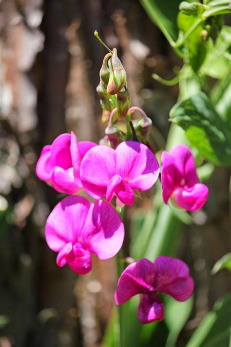 After all, we know that lung cancer patients were. Simply Santa Barbara: Sunday Flowers & Breast Cancer Awareness