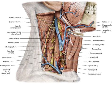 Appreciate the link between functional anatomy and biomechanics of movement; Neck - Atlas of Anatomy