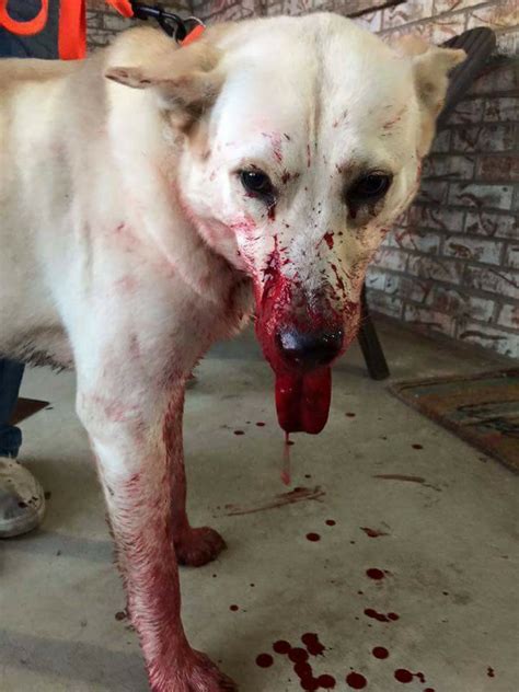 Heart disease associated with blood clots may cause your dog to cough up blood whereas a heartworm infection can push blood into the pulmonary hypertension, or high blood pressure, can develop when the arteries are narrowed or blocked, leading to coughing and spitting up blood from. Man Uses Facebook To Broadcast Abused Animals - Canyon News