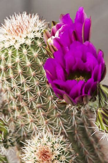 But first let's separate the cacti from the succulents. 'Hedgehog Cactus, Arizona-Sonora Desert Museum, Tucson ...