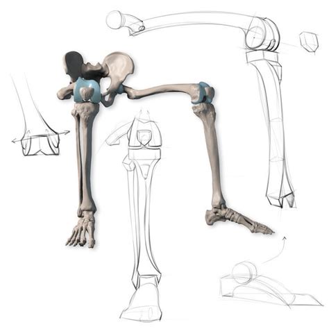 Learn how to draw engaging people with this guide to drawing better poses, with several awesome resources on human anatomy and dynamic movement. Leg bone demonstration. Get more examples at proko.com ...