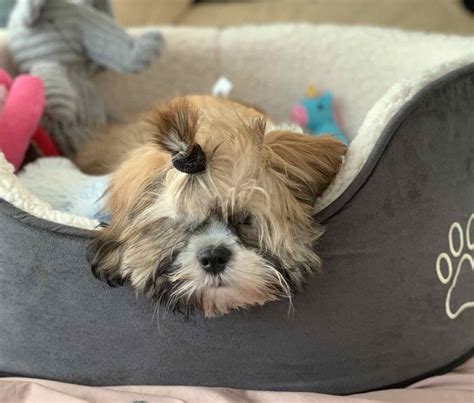 In the market for a new cat bed? Top-Rated Dog Beds For You