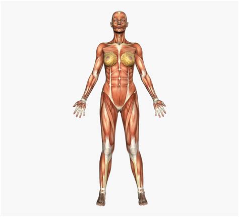 Primarily your lungs in regards to developing your general fitness but treadmills can also provide a. Clip Art Atlas Front Vm Study - Gym Body Muscle Names ...