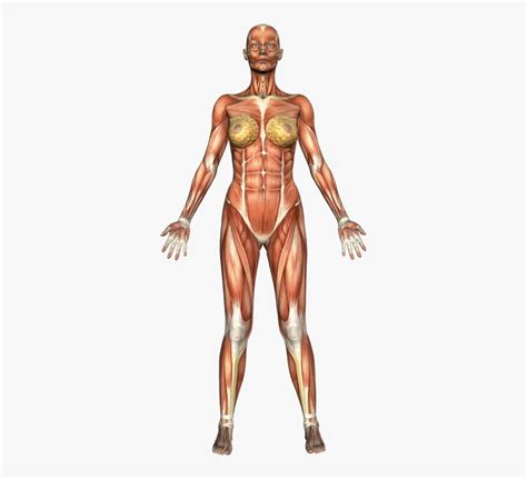 Primarily your lungs in regards to developing your general fitness but treadmills can also provide a. Clip Art Atlas Front Vm Study - Gym Body Muscle Names ...