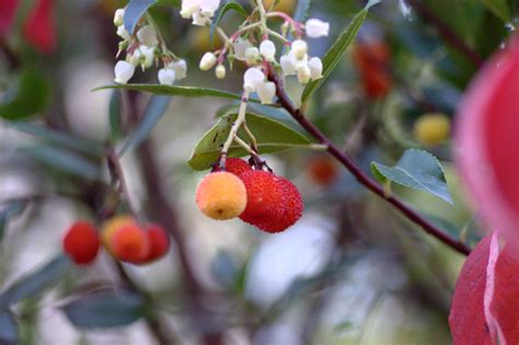 Rispetto a tutti gli altri colori il rosso è quello che ha il numero maggiore di significati, sebbene tante volte anche contraddittori non c'è dubbio che uno dei colori che naturalmente ci indica calore, passione ma anche pericolo, non a caso tutti i segnali pericolo sono di. L' erbavoglio