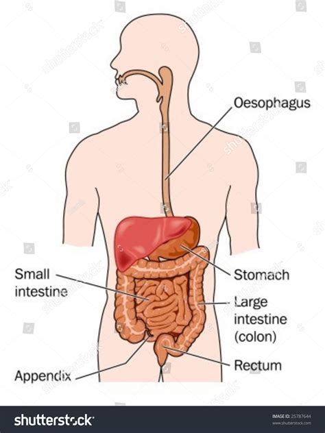 The digestive system is composed of a series of organs, each with a specific, yet related function, that work to extract nutrients from food. Human Digestive System Labeled Stock Vector 25787644 ...