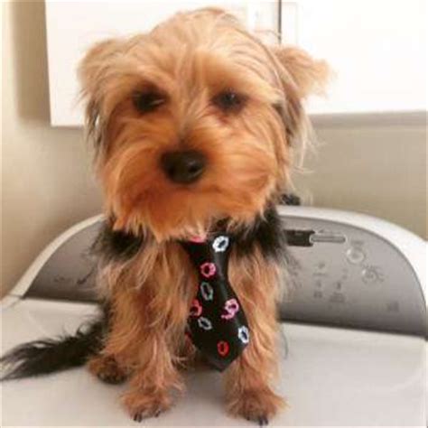 I had one hour to find what i would need for linus for the next few days/weeks/months/years. Yorkie Puppy Care | Yorkshire Terrier Information Center