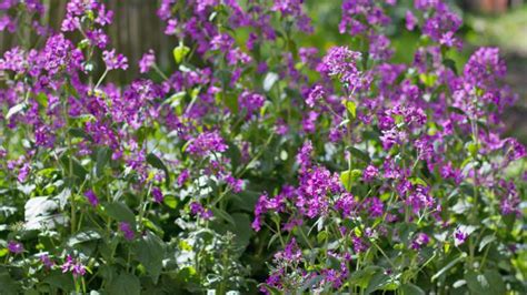 Dieser pinnwand folgen 294 nutzer auf pinterest. Die 10 beliebtesten Sommerblumen im Garten - Garten ...