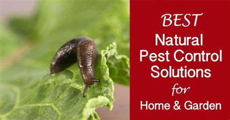 Natural pest control methods are an environmentally friendly way to take care of any pest control problem. Our Best Natural Pest Control Solutions For The Home And ...