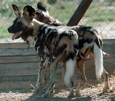 I know that i will never truly get over my dogs passing, but i i'm only 22 and have never dealt with the death of a pet before. Topten Naija: AFRICAN WILD DOGS MAUL 3 YEAR OLD TO DEATH ...
