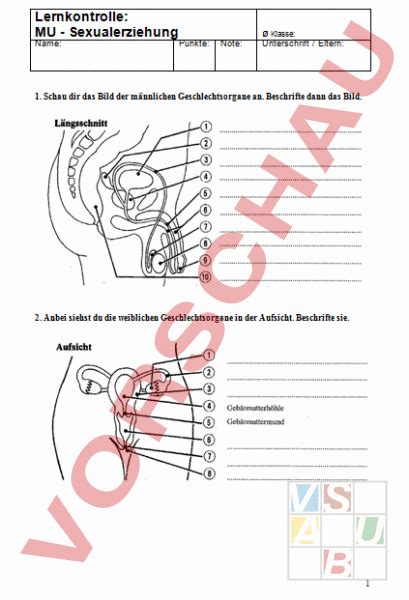 Weibliche geschlechtsorgane klasse 8 frontansicht. Weibliche Geschlechtsorgane Klasse 8 Frontansicht - Wie ...