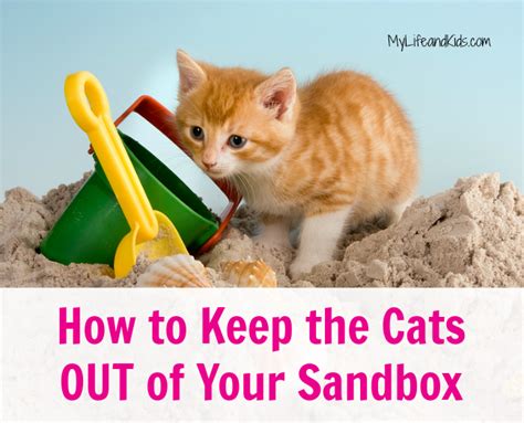 Pet shops, and possibly hardware stores, have different kinds of repellents to keep animals away from areas of your yard. How to Keep the Cats Out of Your Sandbox - My Life and ...