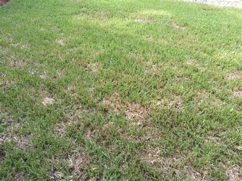 Sections of my lawn with some common fescue sod. New Floratam St Augustine Sod Dying - Fungus?