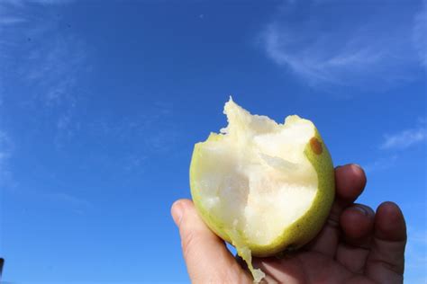 Dafür ist ein vollsonniger standort wichtig. Wann Birnen geerntet werden und wann sie reif sind