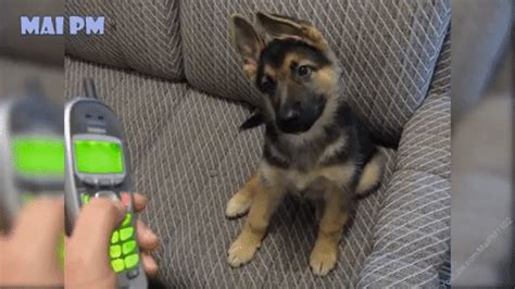 Search, discover and share your favorite german shepherd gifs. dog: Dog Head Tilt Gif