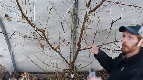 Recently, i purchased 10 espalier asian pear trees from snug harbor farm in kennebunk, maine. Pruning peach tree for espalier in the greenhouse - YouTube